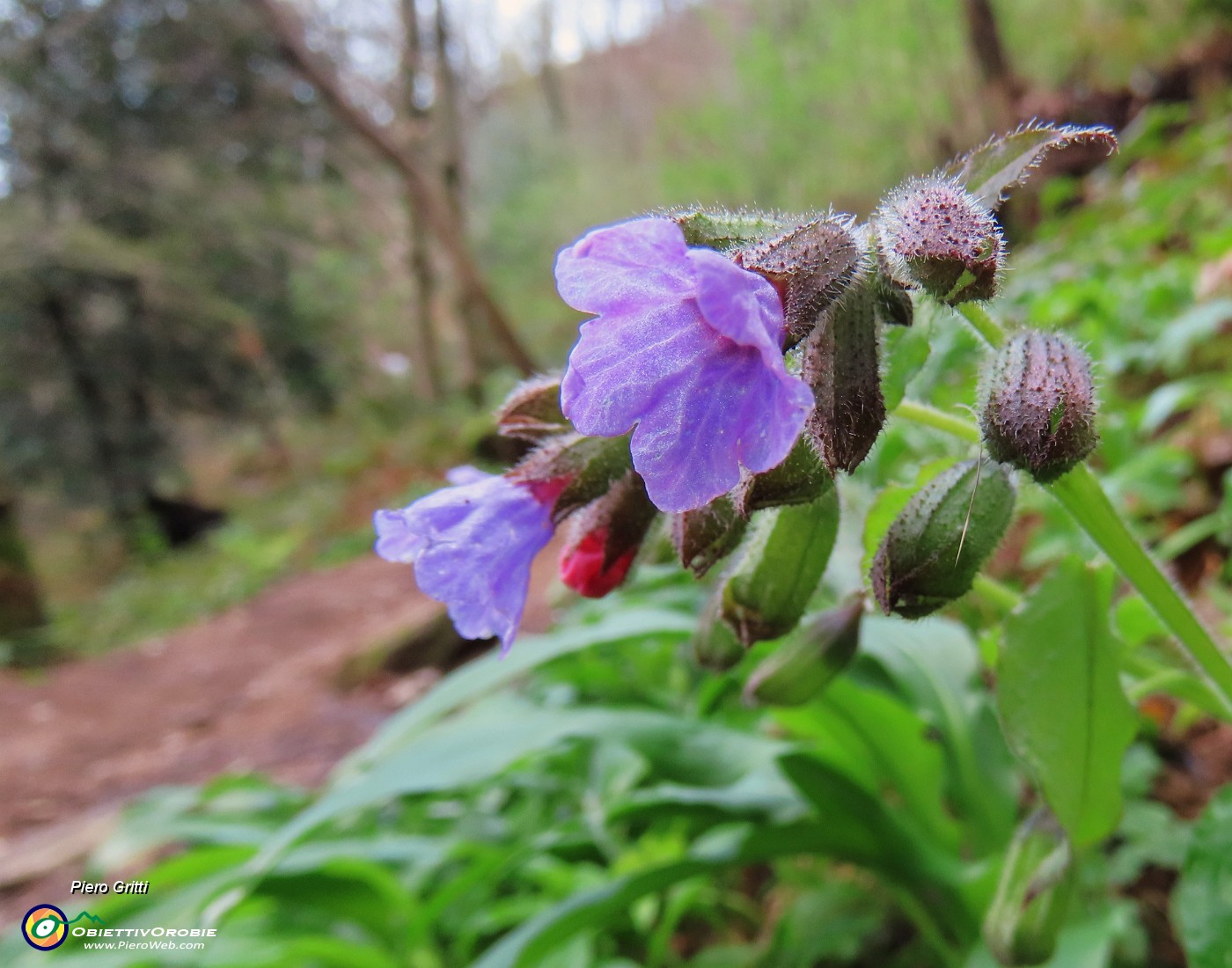 11 Pulmonaria officinalis (Polmonaria).JPG